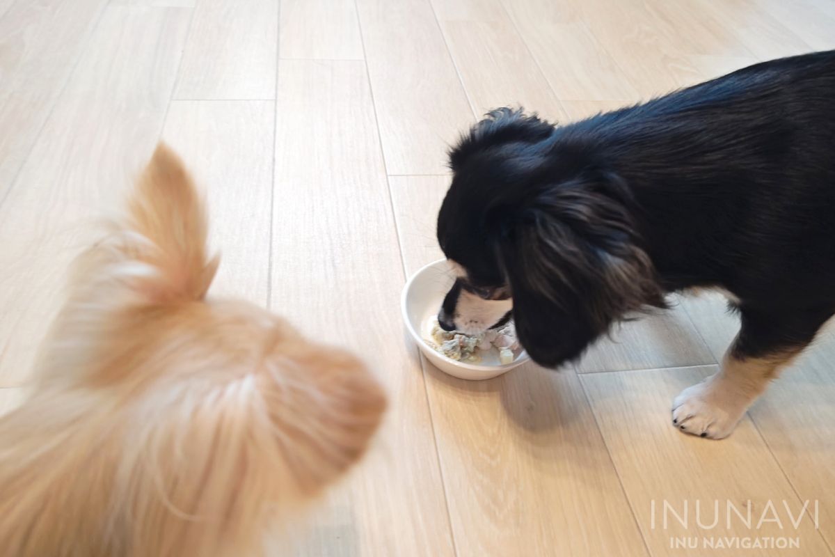 タミーレシピ　鶏わんこそばを食べる愛犬 (2)